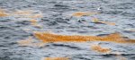 Sargassum Golden Tides
