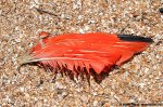 Scarlet Ibis Hunting